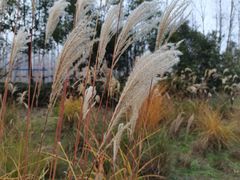 -合肥滨湖国家森林公园