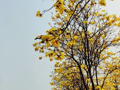 -洲头咀公园