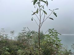 -武陵山森林公园