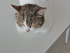 -怪兽屋·羊驼·猫咖·狗咖(俊华广场店)