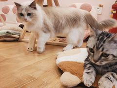 -猫咪派对(江南西店)