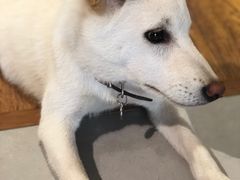 -柴务处·柴犬主题狗咖