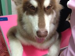 酷狗宠物美店-喵宠乐园·撸猫互动·猫舍