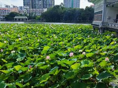 -荔湾湖公园