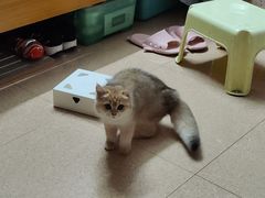-lincat·猫舍(广州店)