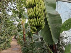 -呀路古热带植物园