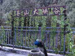 -苍山感通索道