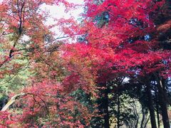 -庐山风景区花径公园