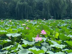 -济南大明湖景区