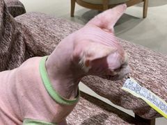 -藏猫猫咖啡主题馆(中央大道店)