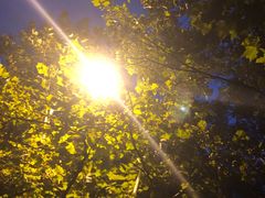 -王虎子大饼(甸柳新村五区店)