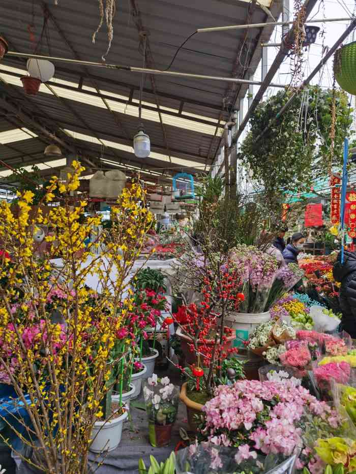 曲阳花鸟市场-"96一进曲阳花鸟市场就被这个硕大的玫瑰花.