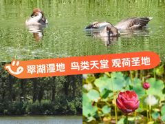 -翠湖国家城市湿地公园