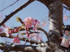 -顾村公园