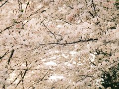 -陆家嘴中心绿地
