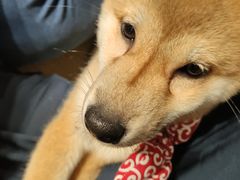 -逗柴咖啡屋·狗咖猫咖宠物桌游