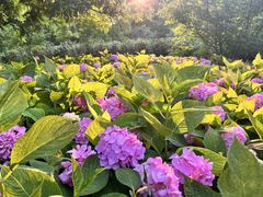 -上海共青森林公园