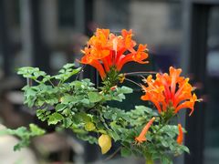 -遇见花开主题餐厅(团城山店)