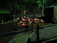 -清迈夜间动物园