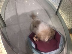 -momokira米努特·德文卷毛猫·棉花面纱犬