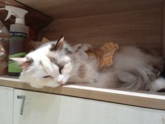 -藏猫猫咖啡主题馆(中央大道店)