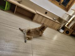 -是阿柴呀！柴犬咖啡·爱喵喵猫咖