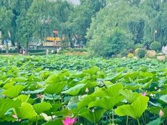 -长春市南湖公园