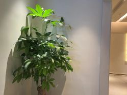 -苑苑vbeauty科技美容SPA