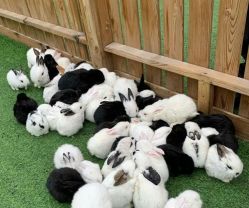 -萌宠亲子动物乐园(槐房万达店)