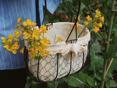 -桑洲油菜花景区