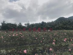 -亚龙湾国际玫瑰谷
