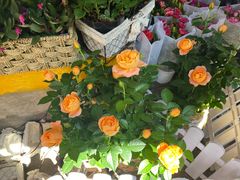 -循礼门鲜花花市(武汉循礼门店)