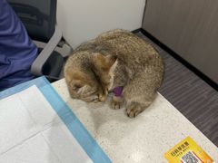 -半岛宠物医院24小时(西派城店)