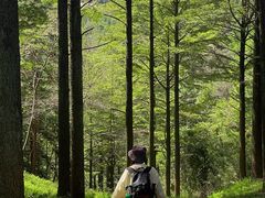 -四明山国家森林公园