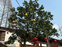 -青城甲(青城山店)