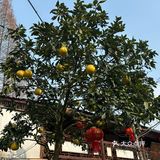 地道美味+园林风景+蜀地文化情怀