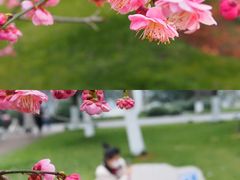 -橘子洲景区
