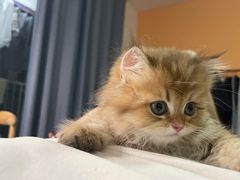 -欣宠猫屋·矮脚拿破仑·蓝金金渐层