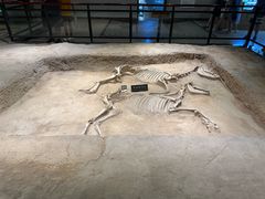 -洛阳周王城天子驾六博物馆