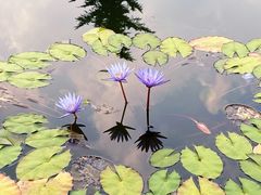 -国家植物园南园
