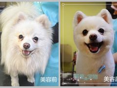 博美-可爱是宠物(容辰庄园店)