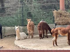 -大连森林动物园