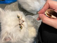 -more than meow吴止猫主题餐厅(承德 中船汇店)