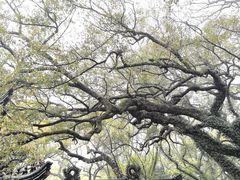 -普陀山风景名胜区-法雨禅寺