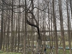 -金陵矩阵(聚宝山公园店)