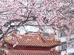-桃花堤公园