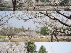 -国际非物质文化遗产博览园