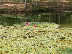 -长白岛森林公园