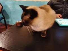 -猫小院猫主题咖啡厅(北锣店)