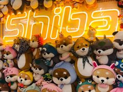 -豆柴町-柴犬主题狗咖(红鼎国际C座店)